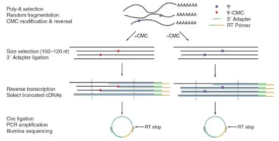 假尿苷（Ψ）修飾研究：Ψ-seq、BID-seq、BACS與納米孔技術(shù)的全面對(duì)比